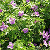 Geranium sanguineum - Canon Miles - 2nd Image
