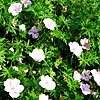 Geranium snaguineum - Striatum - 2nd Image