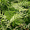 Gleditsia triacanthos - Variegata