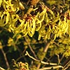 Hamamelis mollis - Arnold Promise