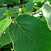 Hamamelis mollis - Boskoop