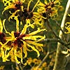 Hamamelis mollis - Gold Crest