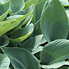 Hosta halcyon - Plantain Lily - 2nd Image