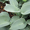 Hosta tokudama - Aureo-nebulosa