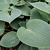 Hosta sieboldiana - elegans