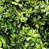 Ilex X altaclerensis - Lady Valerie - 2nd Image