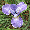 Iris  sibirica - Silver Edge