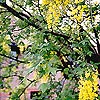 Laburnum x watereri - Vossii - Laburnum - 2nd Image