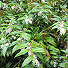 Leucothoe fontanesiana - 2nd Image