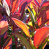 Leucothoe axillaris - Scarletta