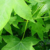 Liquidambar styraciflua - Sweet Gum Tree