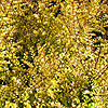 Lonicera nitida - Baggesens Gold - 2nd Image
