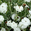 Lychnis coronaria - Alba - 2nd Image