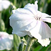 Lychnis coronaria - Alba