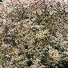 Malus hupehensis