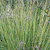 Molinia caerulea - Variegata