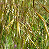 Stipa gigantea - Spanish Oat grass - 3rd Image