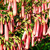 Phygelius aequalis