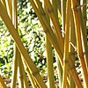 Phyllostachys iridescens - 2nd Image