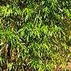 Phyllostachys iridescens