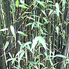 Phyllostachys nigra - Black Bamboo