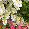 Pieris formosa - Wakehurst - 2nd Image