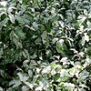 Pittosporum tenuifolium - Irene Paterson - 2nd Image