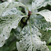 Pittosporum tenuifolium - Irene Paterson