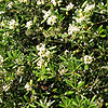 Pittosporum tobira - 2nd Image