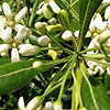 Pittosporum tobira