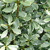 Pittosporum tobira - Variegata