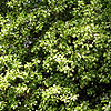 Pittosporum - Wendle Channon - 2nd Image