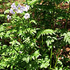 Polemonium liniflorum - 2nd Image