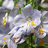 Polemonium liniflorum