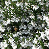 Prostanthera cuneata