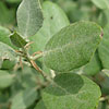 Quercus rotundifolia