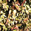 Rachelospermum jasminoides - Variegatum - 2nd Image