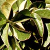 Rachelospermum jasminoides - Variegatum
