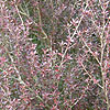 Rhododendron polycladum