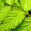 Rubus cockburnianus - Golden Vale - 2nd Image