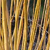 Salix alba - Britensis - Scarlet willow - 2nd Image