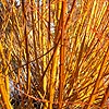 Salix vitellina - Yelverton