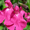 Salvia microphylla - Pink Blush - Sage - 2nd Image