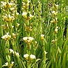 Sisyrinchium striatum