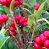 Skimmia japonica - Red Ridinghood