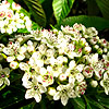 Sorbus caloneura