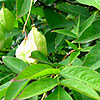 Staphylea - Hessei - 2nd Image