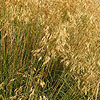 Stipa gigantea - Spanish Oat grass - 2nd Image