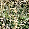 Stipa gigantea - Spanish Oat grass