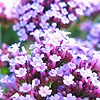 Verbena bonariensis - Verbena - 3rd Image